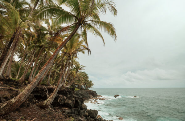 Hawaii Shoreline with palm trees and a rugged lava coastline